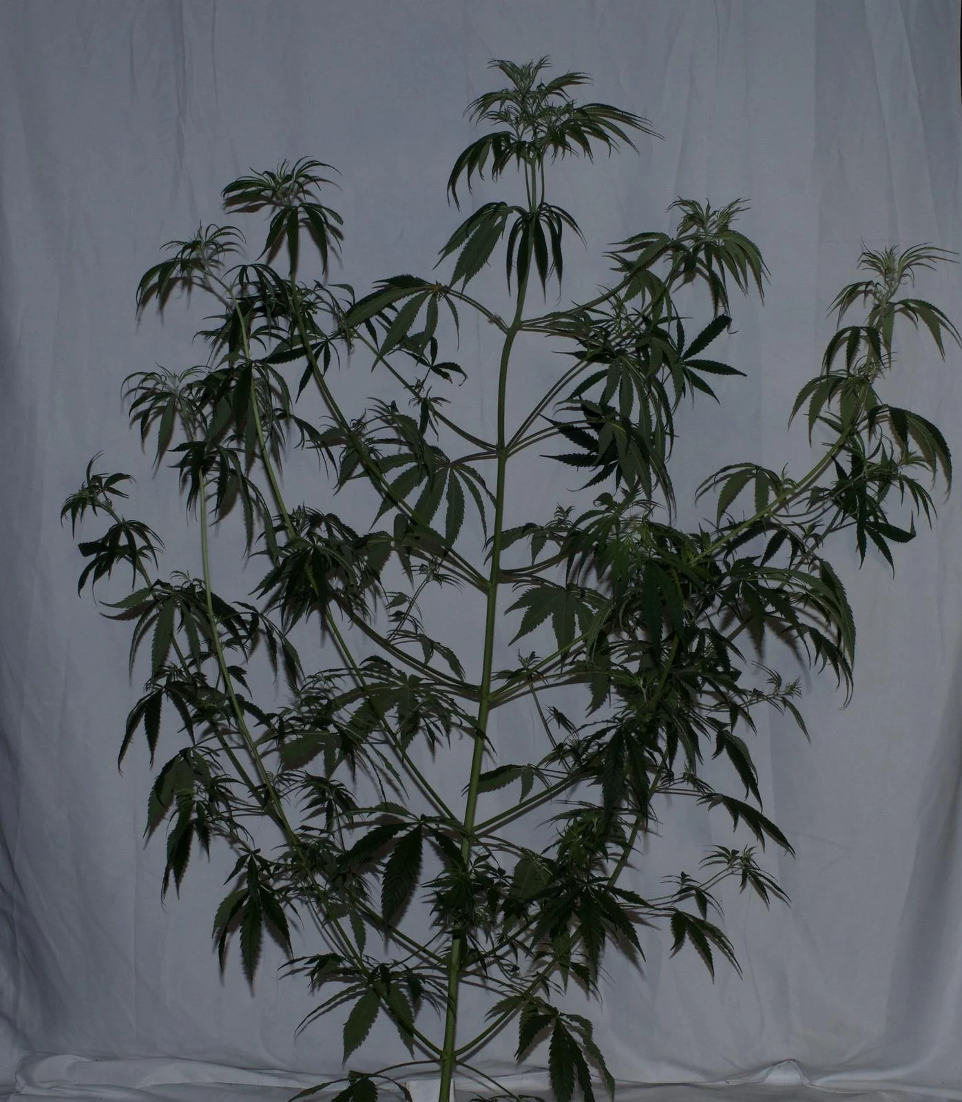 Rasol with long branches and an open canopy indoors in late April 2026
