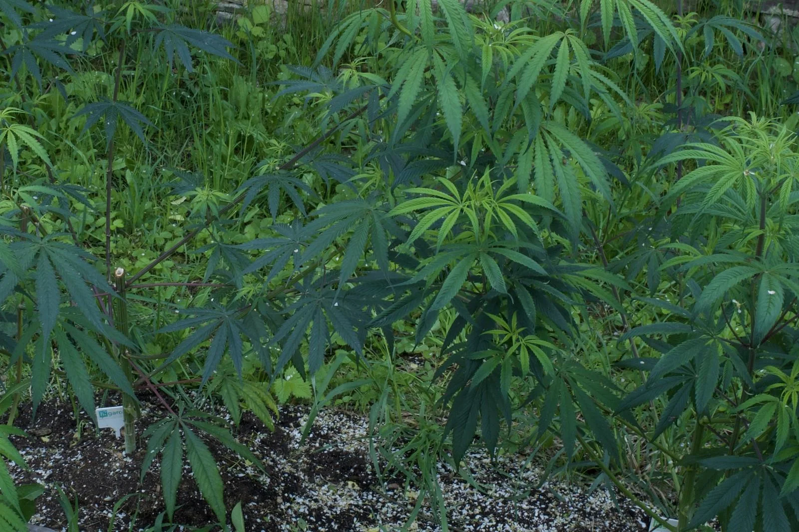 Rasol plants in an outdoor bed in mid-May 2026