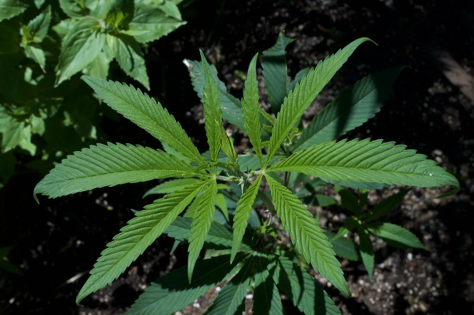 Rasol plant with narrow leaves outdoors in late May 2026