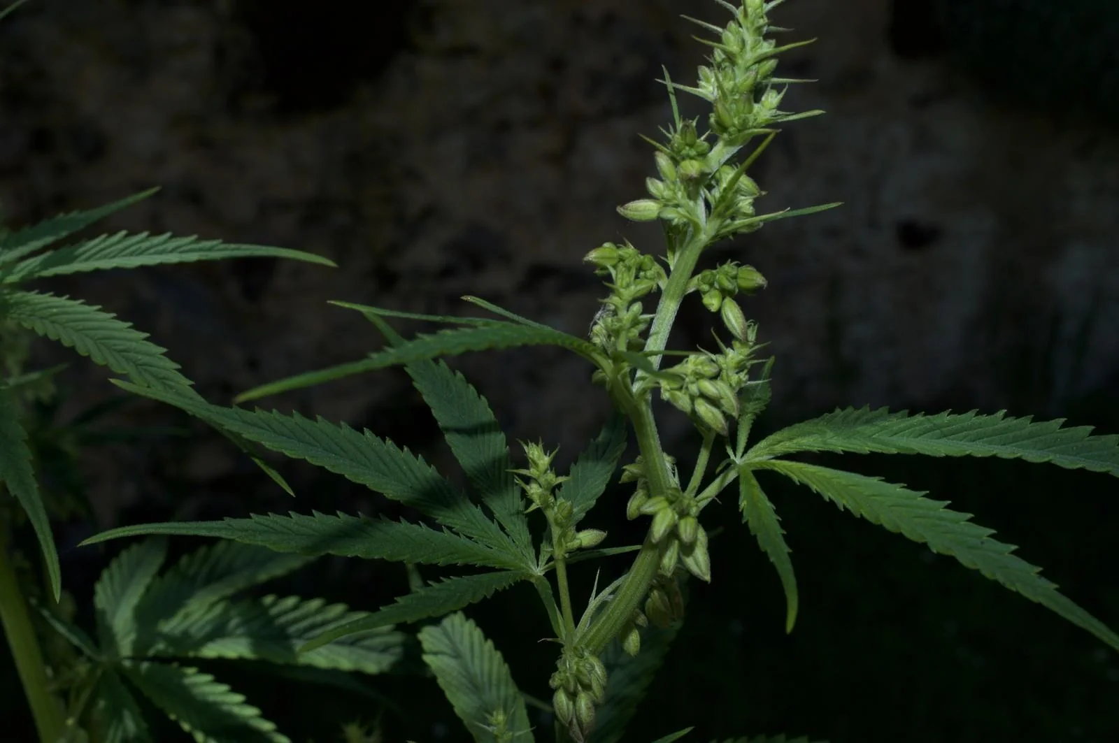 Male Rasol flowers on an outdoor plant in late May 2026