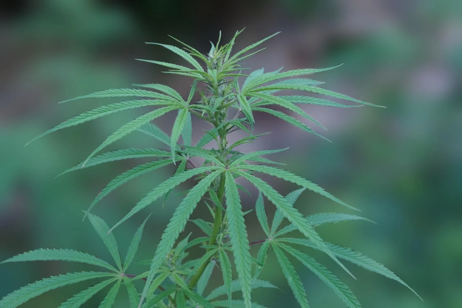 Tip of a female Rasol plant outdoors in early June 2026