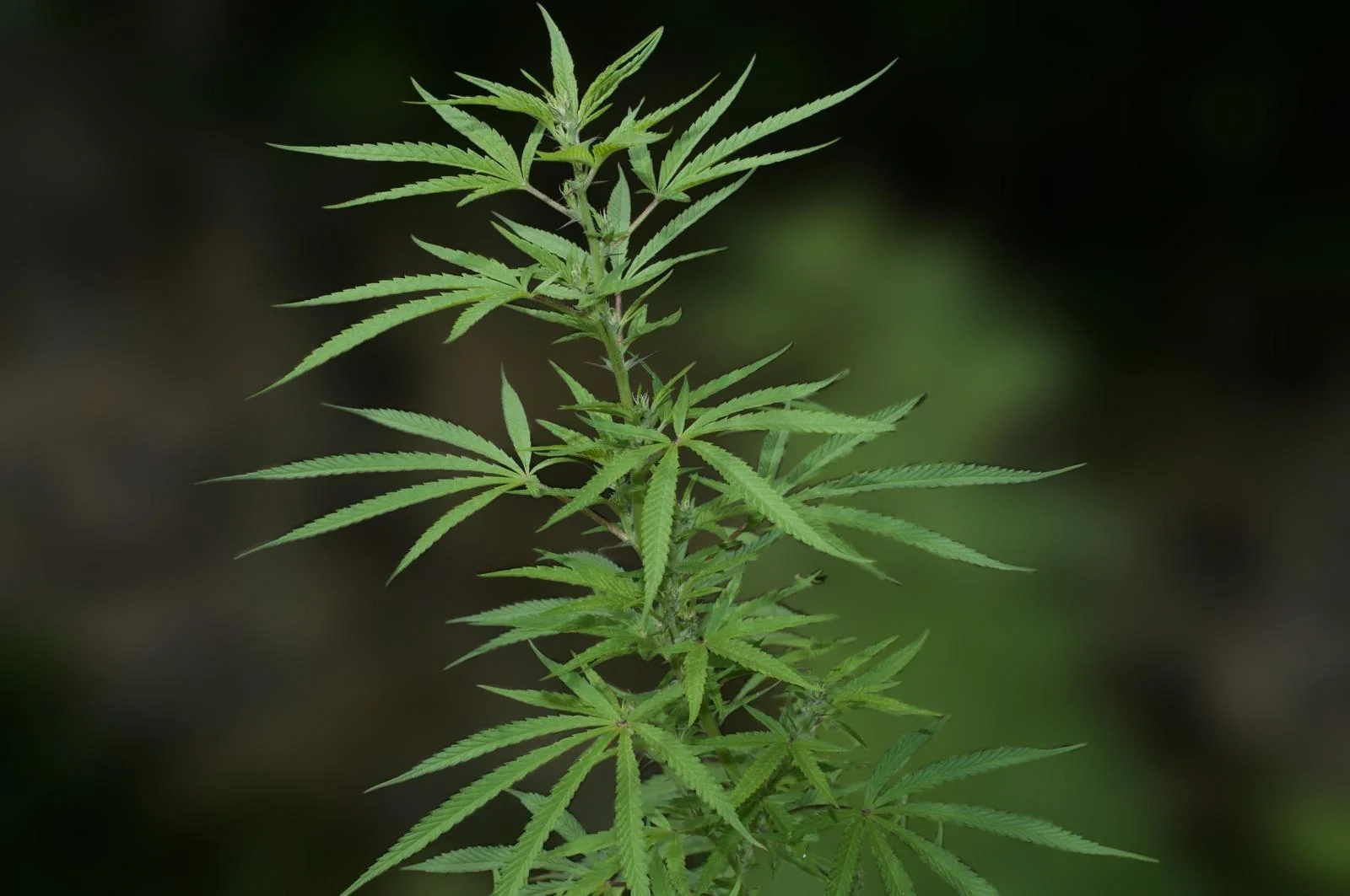 Female Rasol plant growing outdoors in mid-June 2026