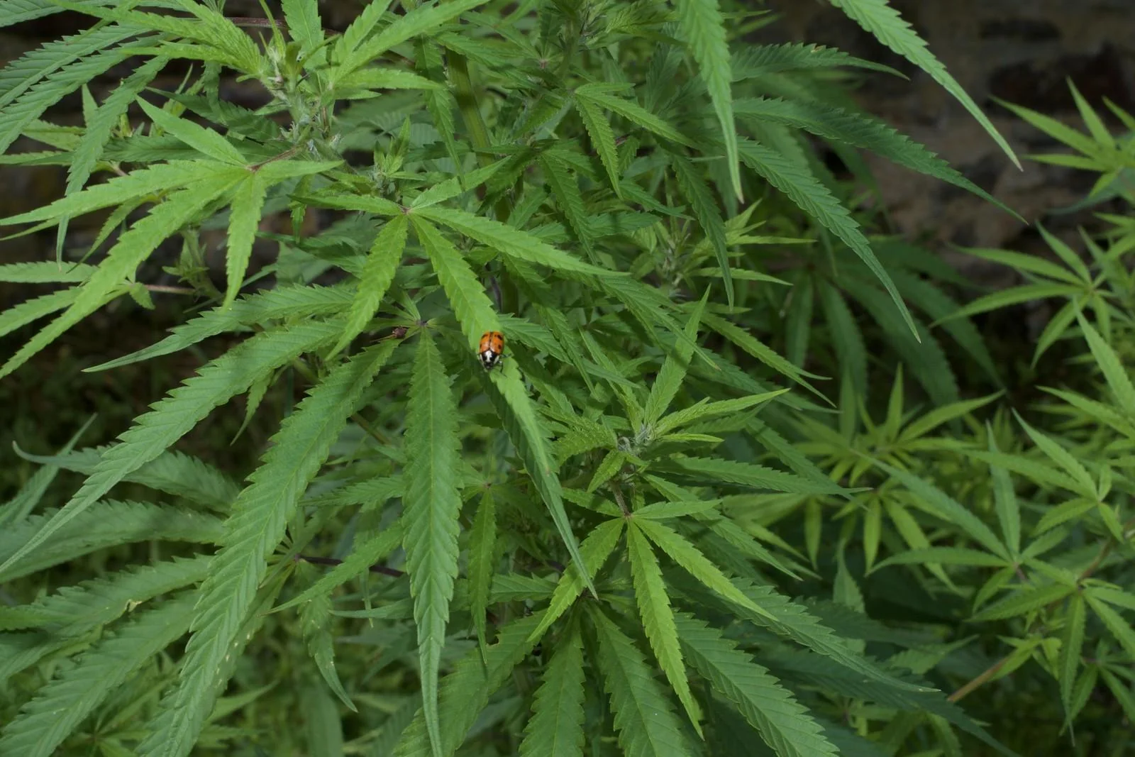 Narrow leaves on a female Rasol plant in mid-June 2026