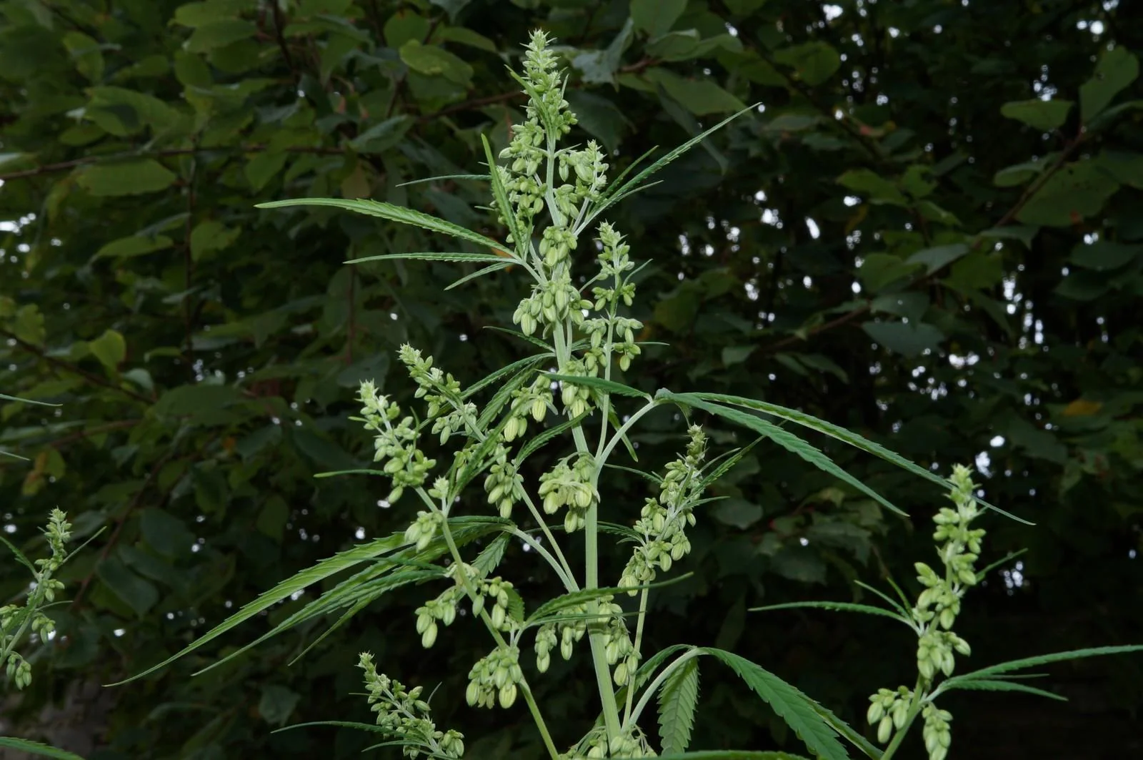 Male Rasol plant flowering outdoors in early September 2026