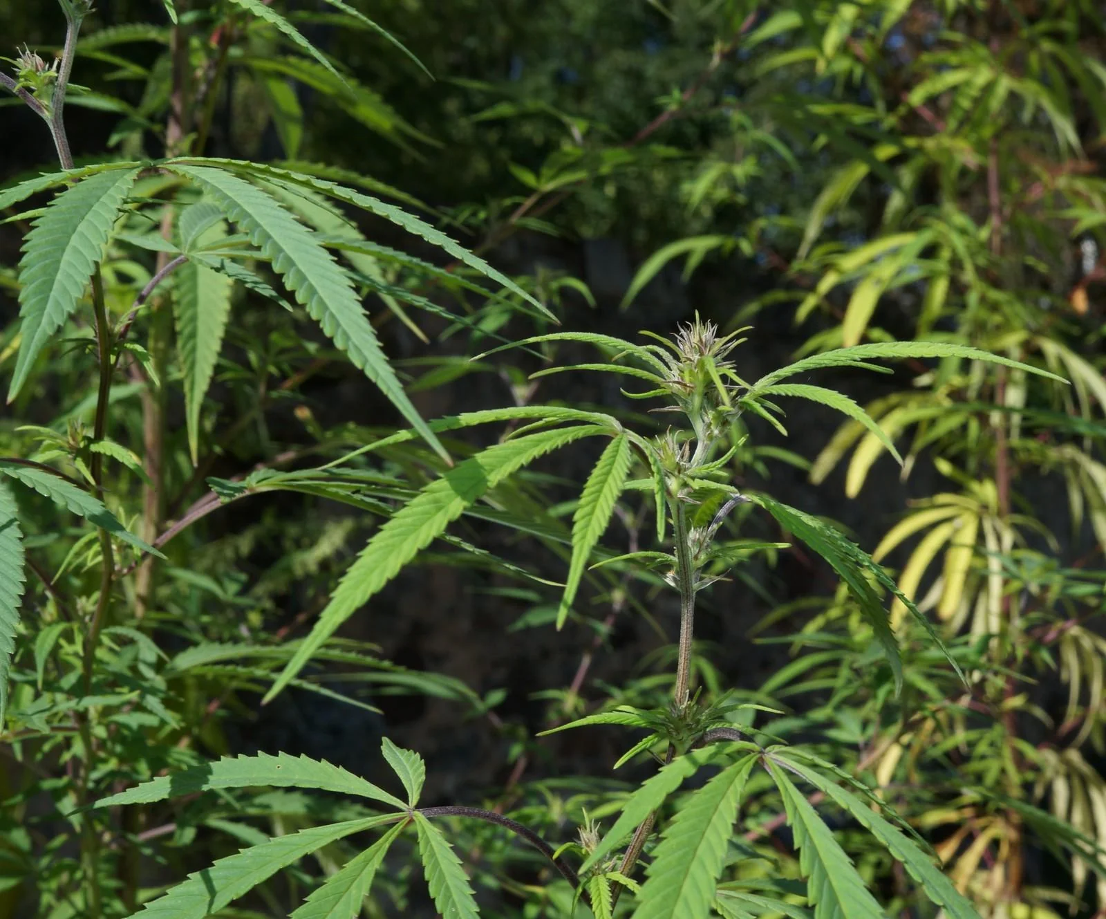 Female Rasol with pistils outdoors in late September 2026