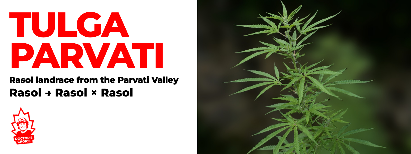 Tulga Parvati — Rasol landrace from the Parvati Valley
