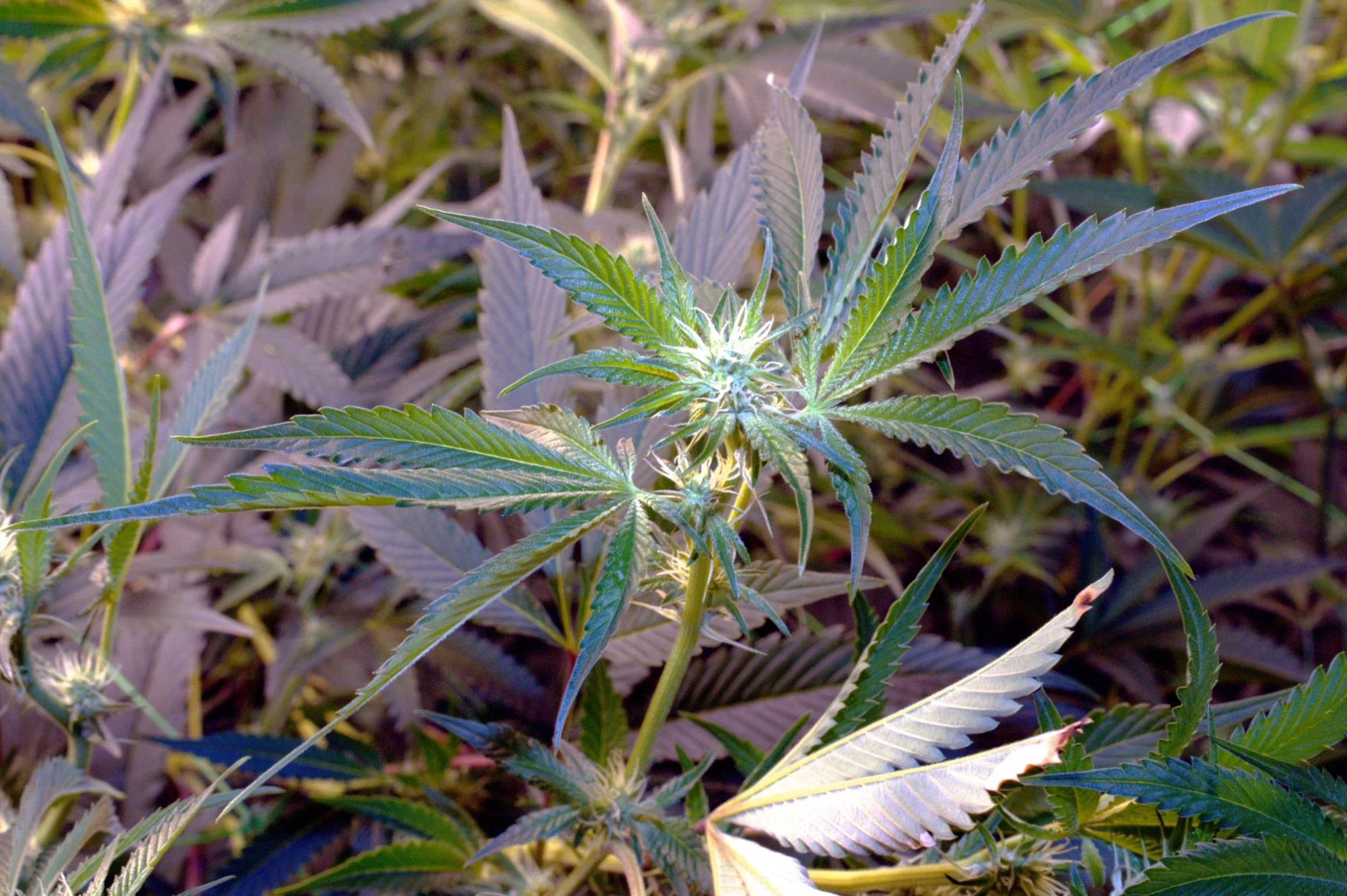 Vanilla Velvet in early flower during the breeding run