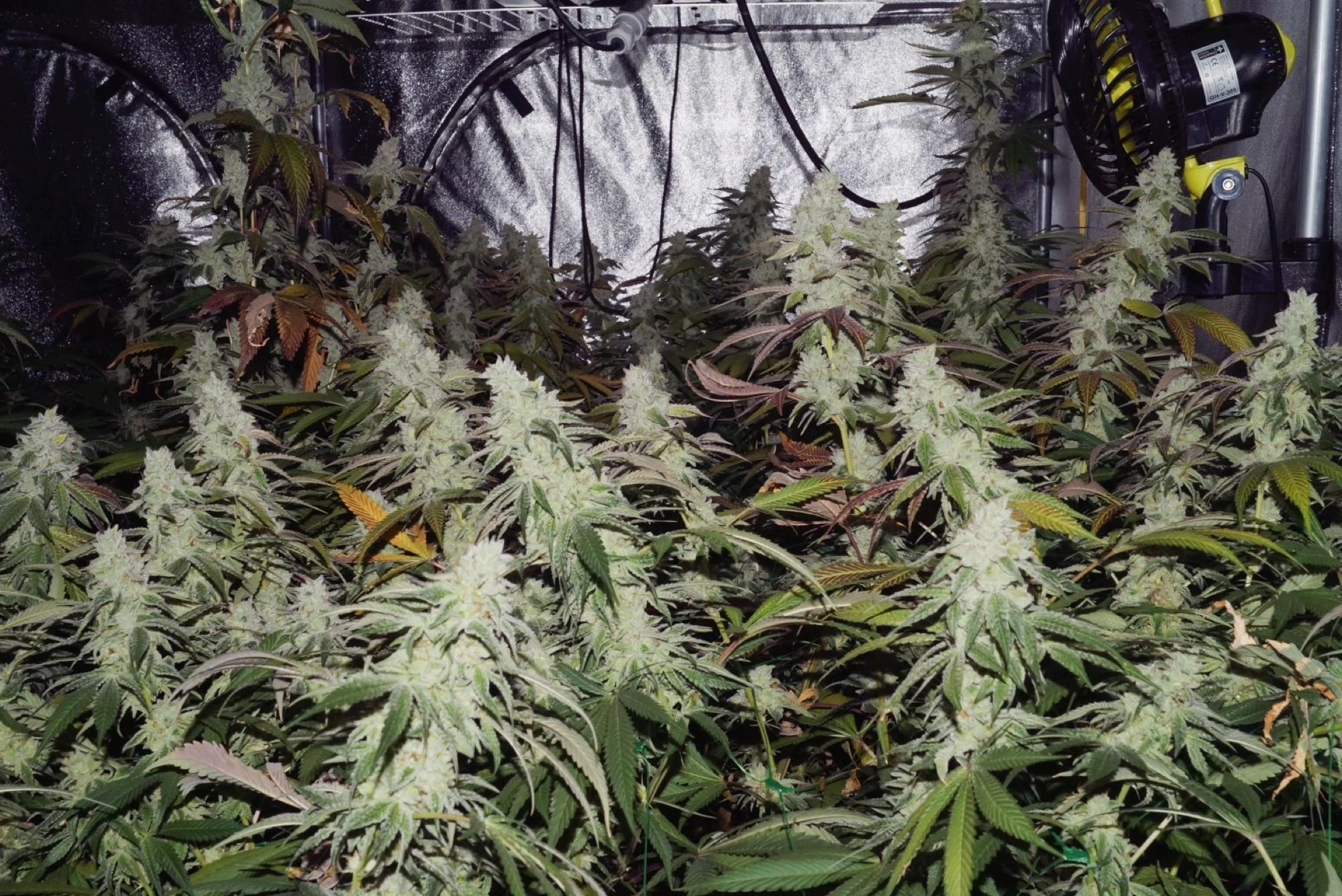Vanilla Velvet flowering during the run that produced feminized F1 seeds