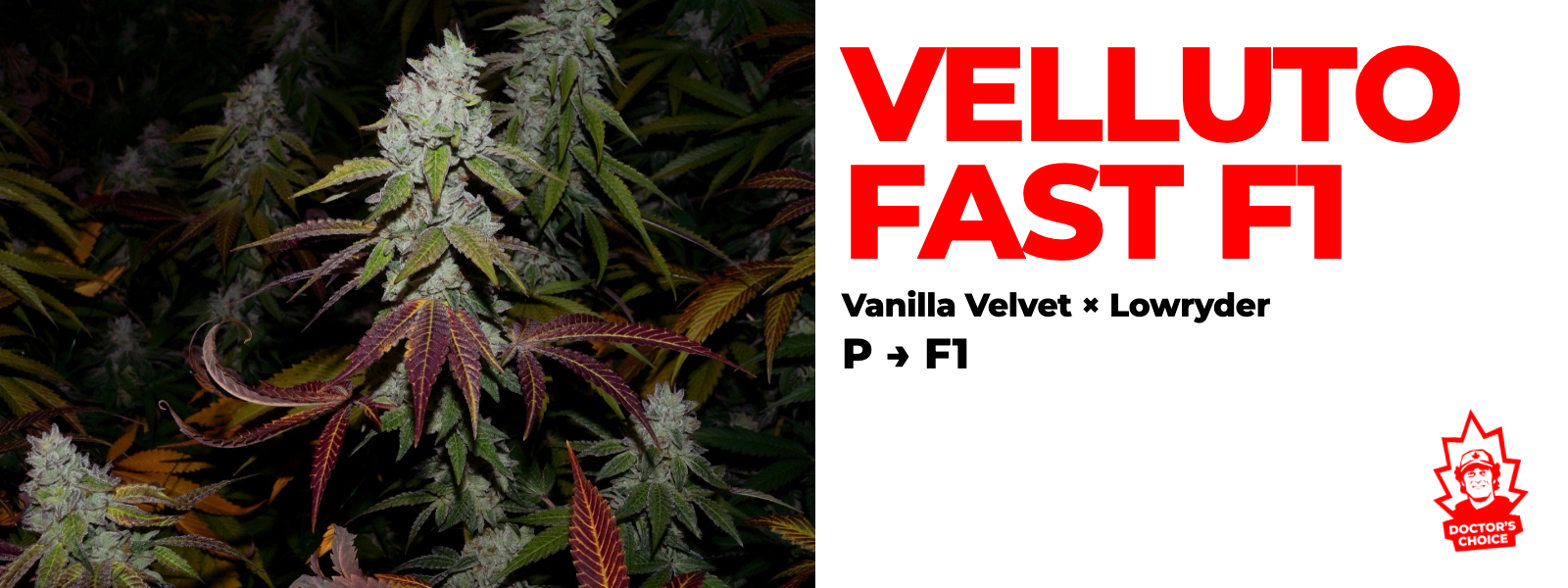 Velluto — Vanilla Velvet × Lowryder
