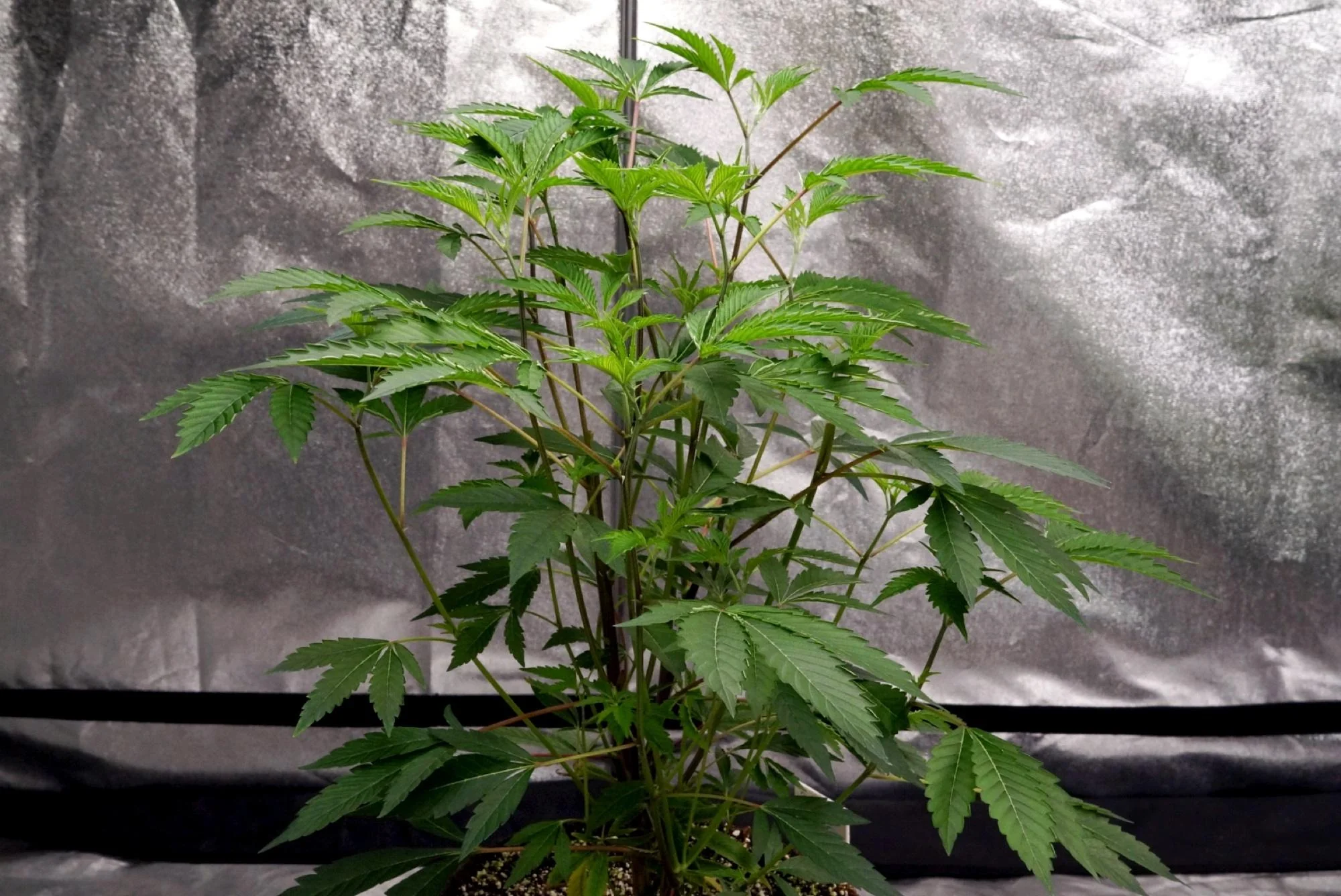 Clone of the selected Vanilla Velvet mother
