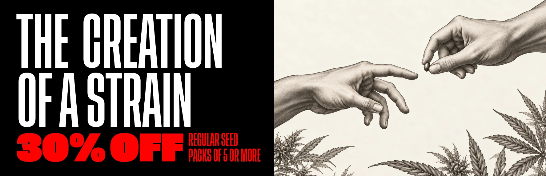 The creation of a strain. 30% off regular seed packs of 5 or more.