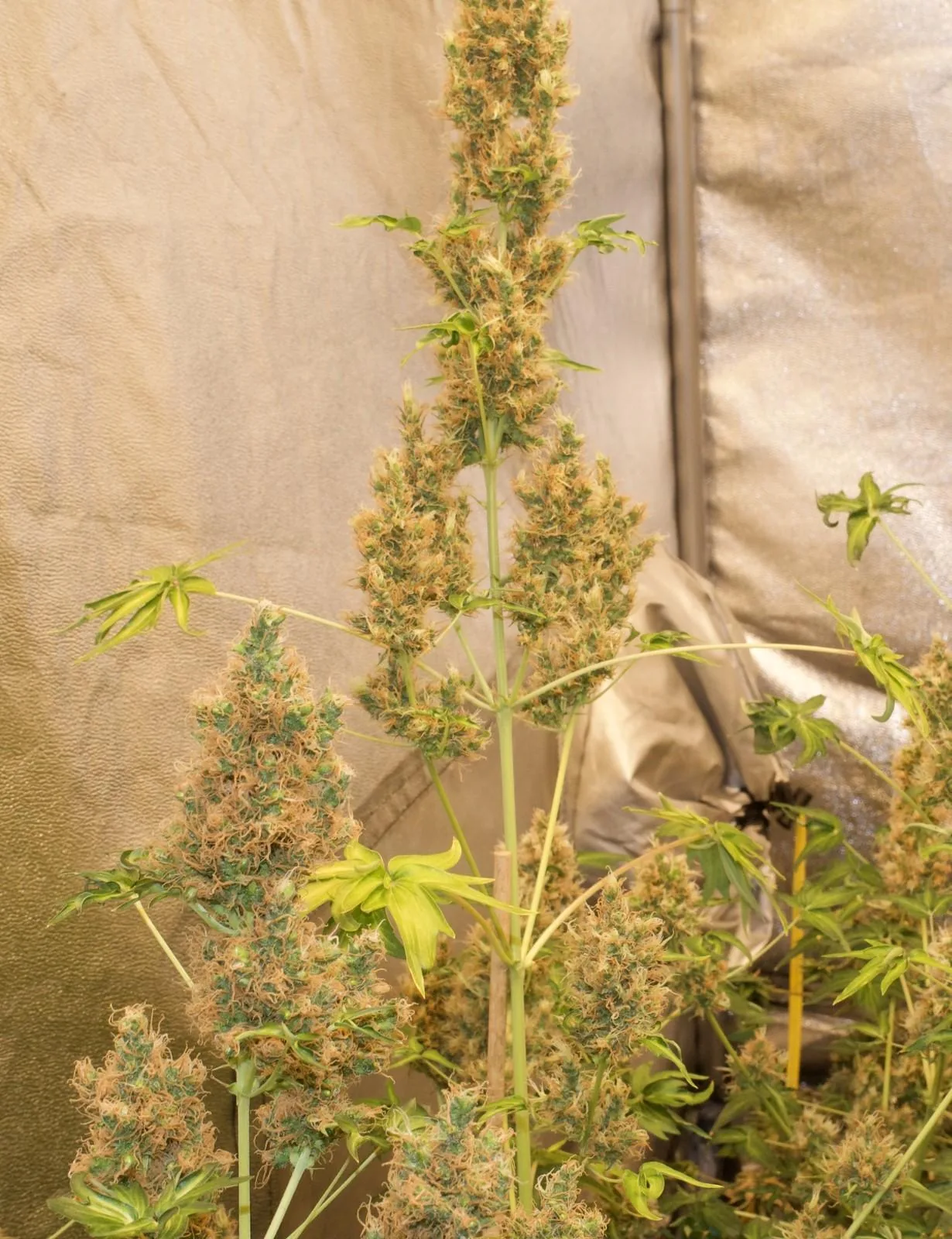 Flowering top of an F5 Bastard Ryder plant