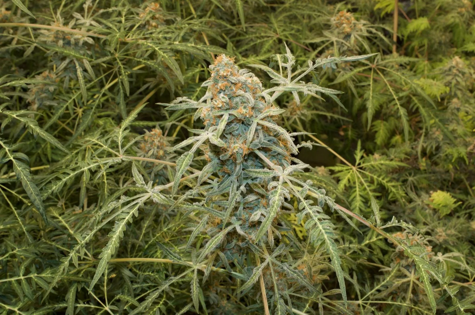 F5 Freaky Ryder plant flowering in the first production run
