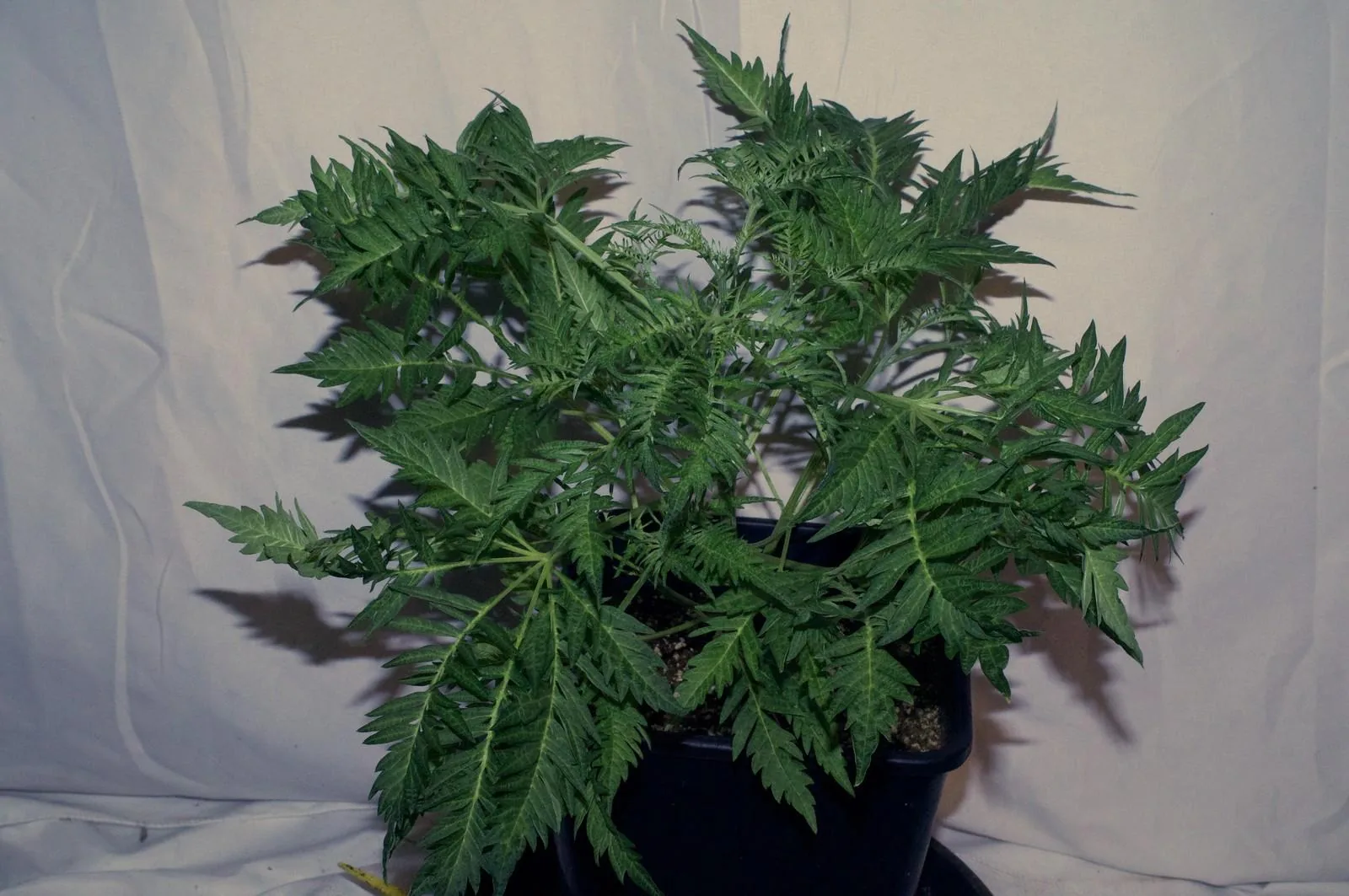 Freakshow leaf form on an F6 Freaky Ryder plant