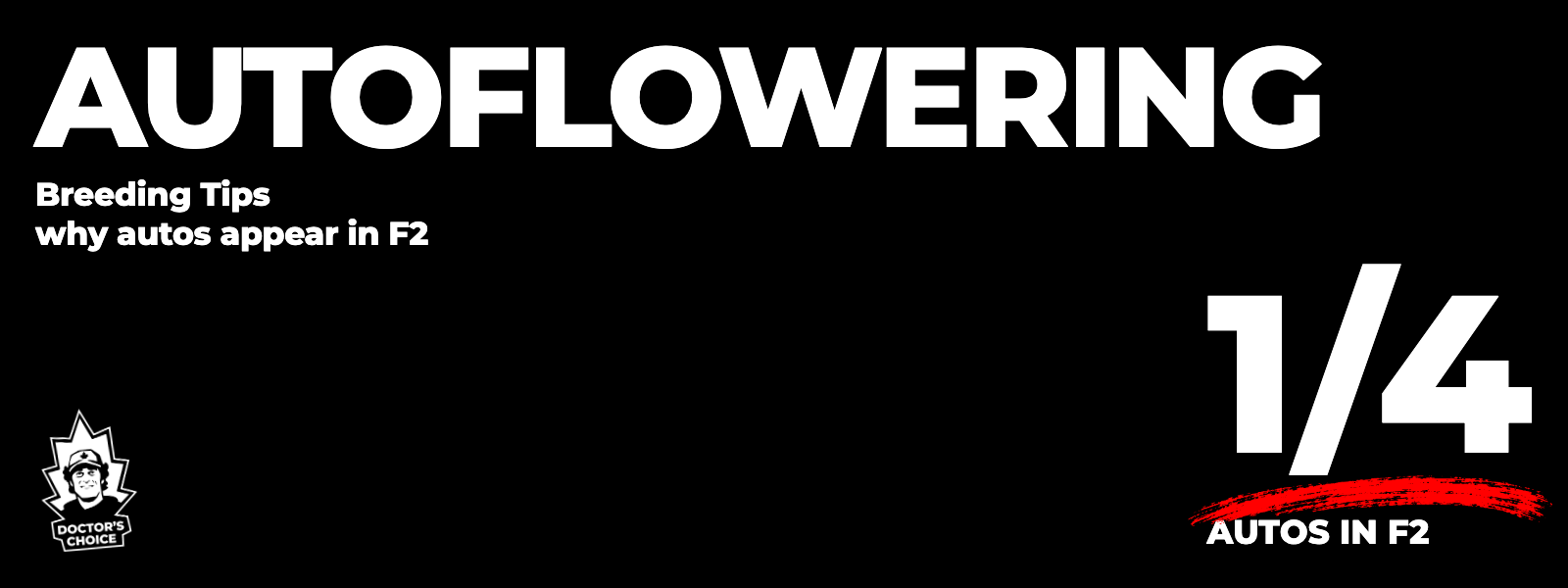 Autoflowering inheritance: around one in four F2 plants is expected to autoflower under the simple recessive model