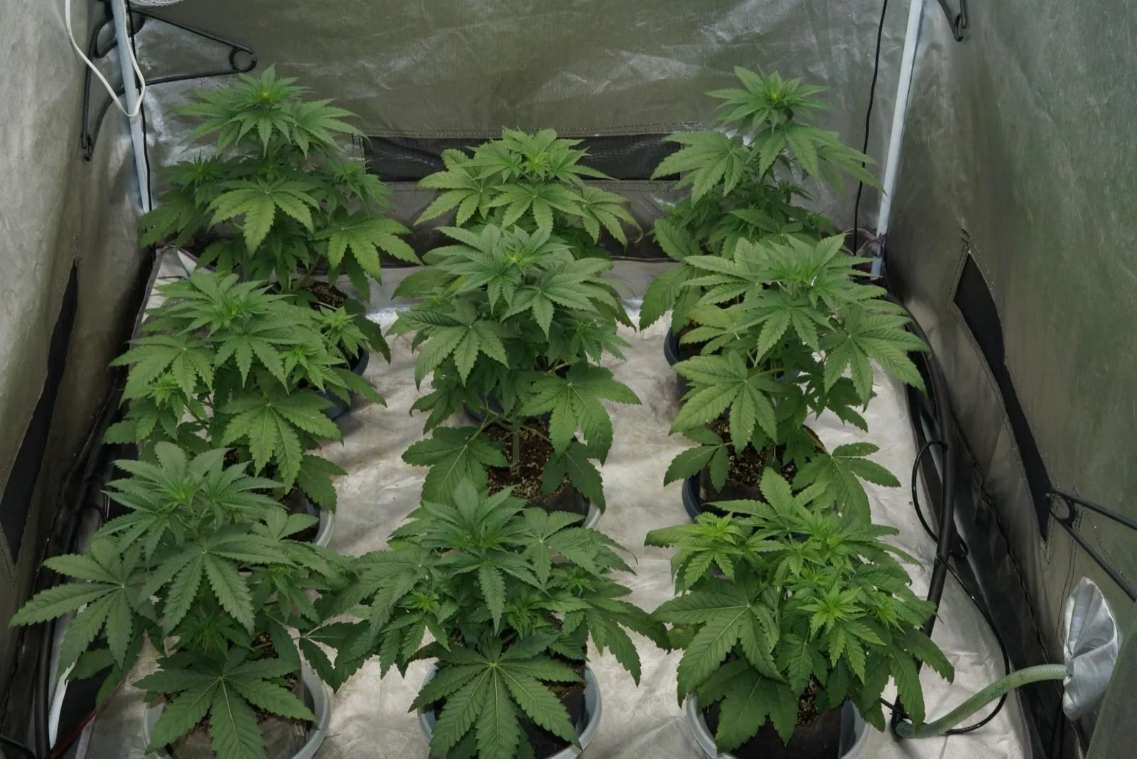 Velluto Fast F1 plants growing in a tent in August 2026