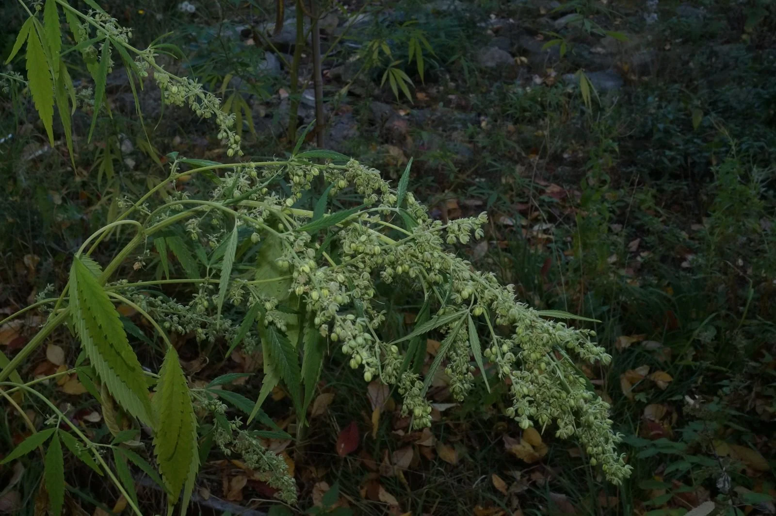 Branches of a male Rasol plant covered in flowers outdoors in early October 2026
