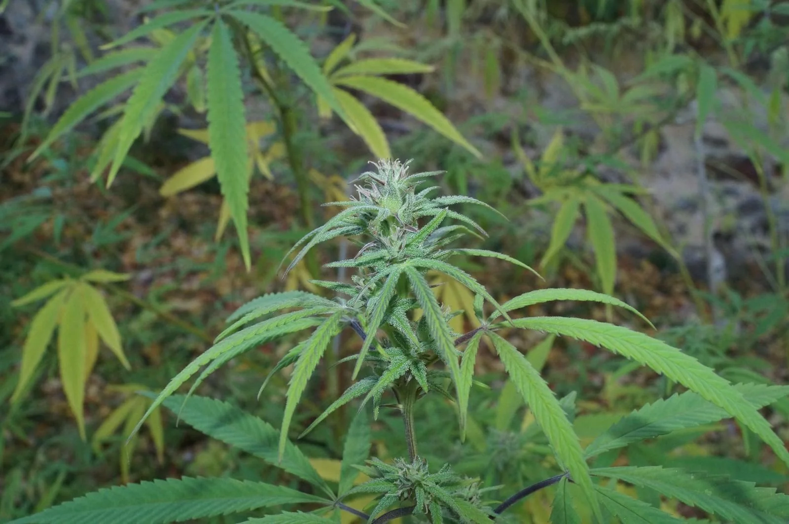 Flowering top of a female Rasol plant outdoors in early October 2026