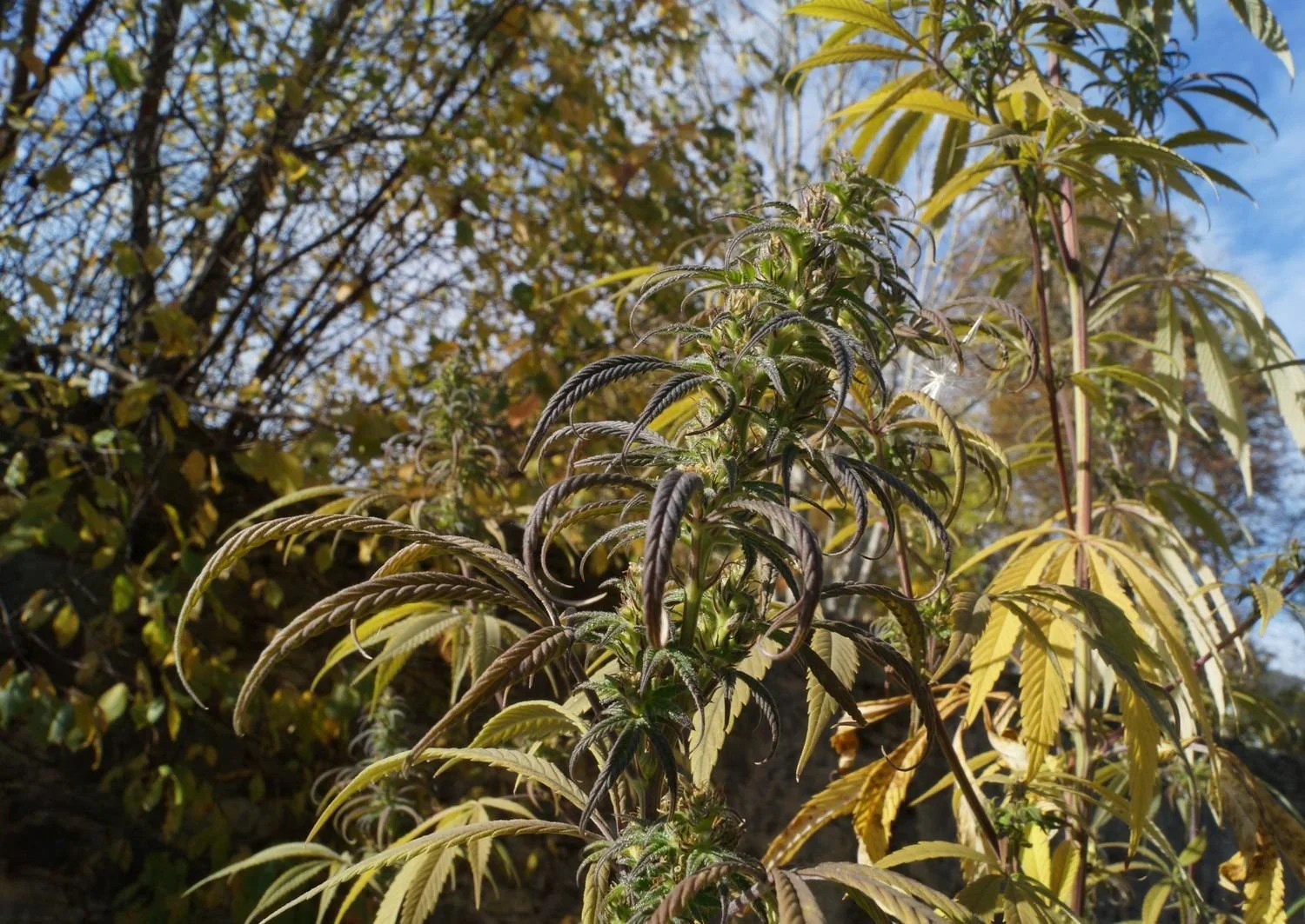 Top of a female Rasol plant outdoors in the second half of October 2026