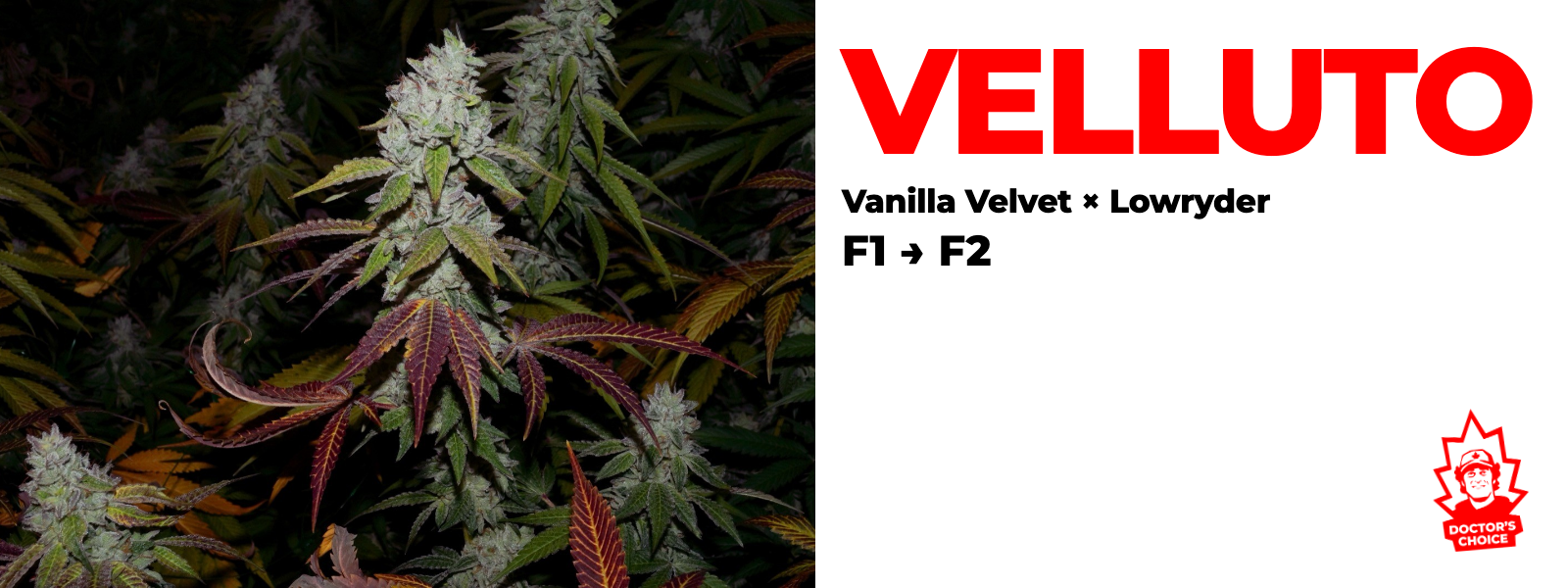 Velluto — Vanilla Velvet × Lowryder